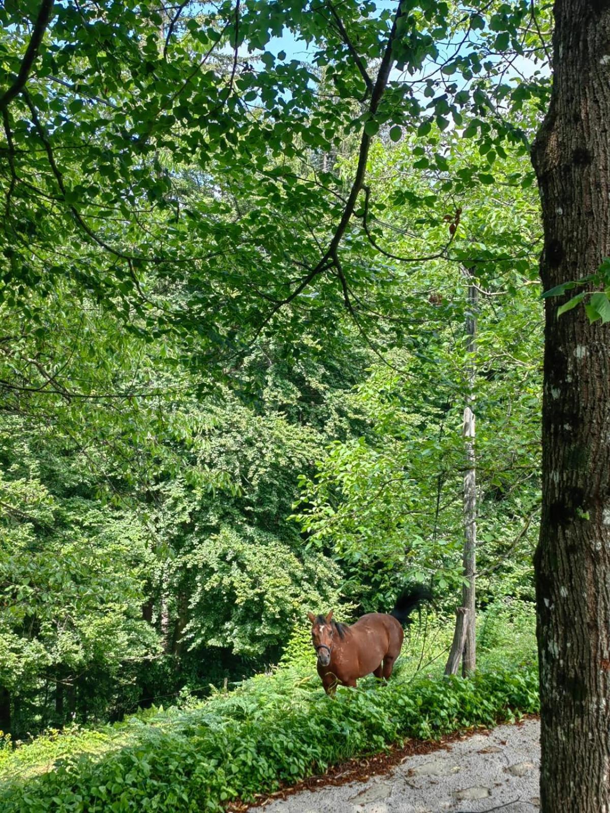 Healing Farm Διαμέρισμα Gorenja Vas  Εξωτερικό φωτογραφία